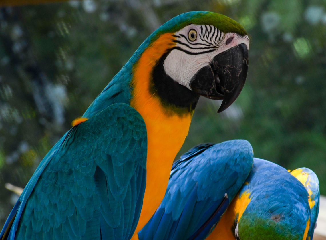 Colourful Pair  Ara ararauna,Australia,Blue-and-yellow macaw,Fall,Geotagged