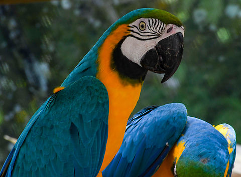 Colourful Pair  Ara ararauna,Australia,Blue-and-yellow macaw,Fall,Geotagged