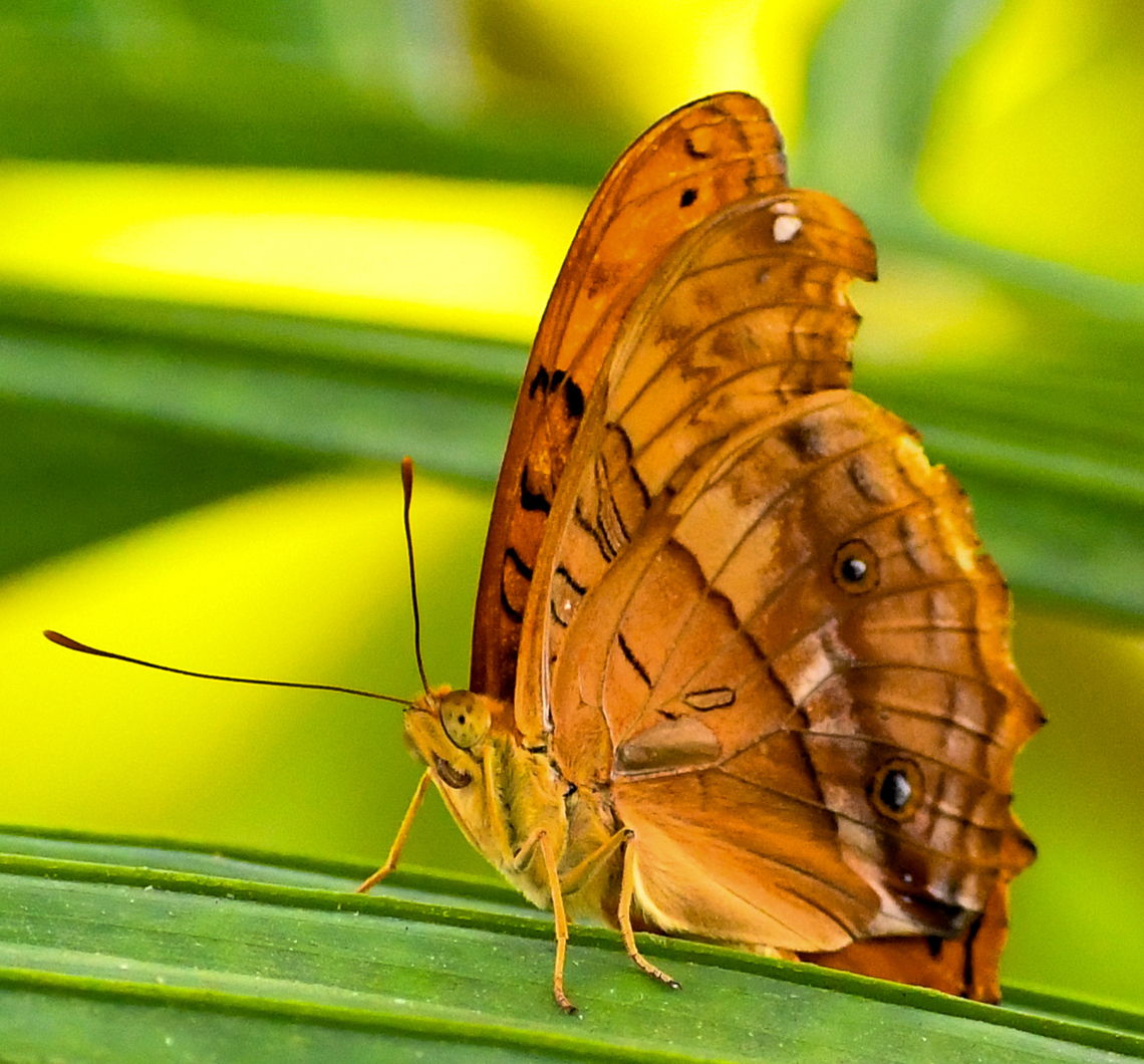 Cruiser Butterfly  Australia,Cruiser,Fall,Geotagged,Vindula arsinoe