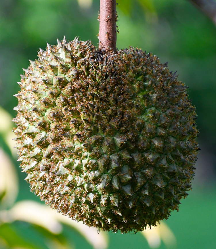 Found many of these trees growing in Far North QLD.  Australia,Durian,Durio,Durio zibethinus,Fall,Geotagged