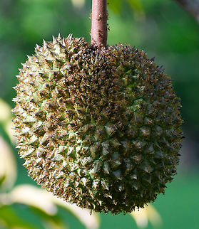 Found many of these trees growing in Far North QLD.  Australia,Durian,Durio,Durio zibethinus,Fall,Geotagged