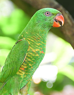 Scaly-breasted Lorikeet  Australia,Fall,Geotagged,Scaly-breasted lorikeet,Trichoglossus chlorolepidotus