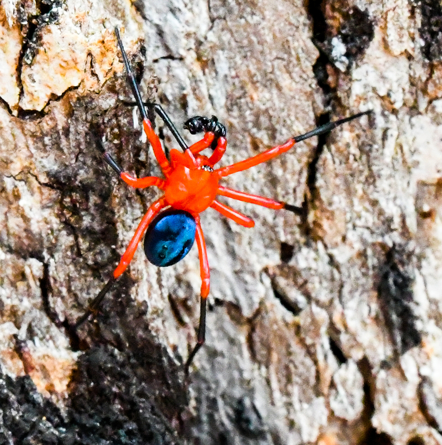 Red & Black Spider  Australia,Geotagged,Nicodamus peregrinus,Red & Black Spider,Winter