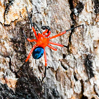 Red & Black Spider  Australia,Geotagged,Nicodamus peregrinus,Red & Black Spider,Winter