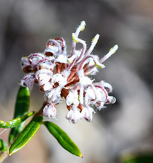 Grey_spider_flower  Australia,Geotagged,Grevillea buxifolia,Grey Spider Flower,Winter