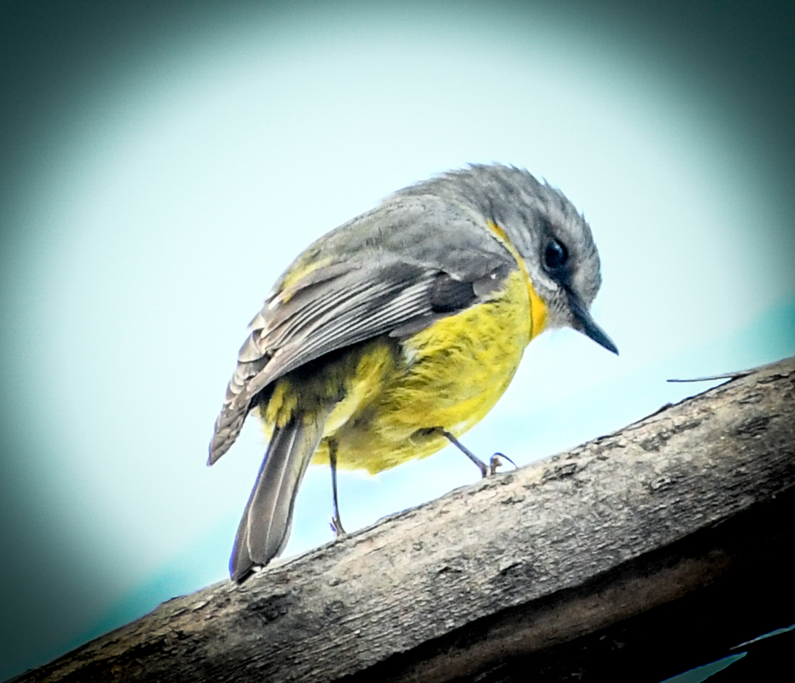 Eastern Yellow Robin  Australia,Eastern Yellow Robin,Eopsaltria australis,Geotagged,Winter