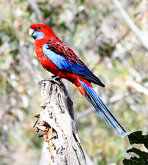 Crimson Rosella Very common in the Blue Mountains however such a beautiful parrot! Their birdsong is divine! Australia,Crimson rosella,Geotagged,Platycercus elegans,Winter