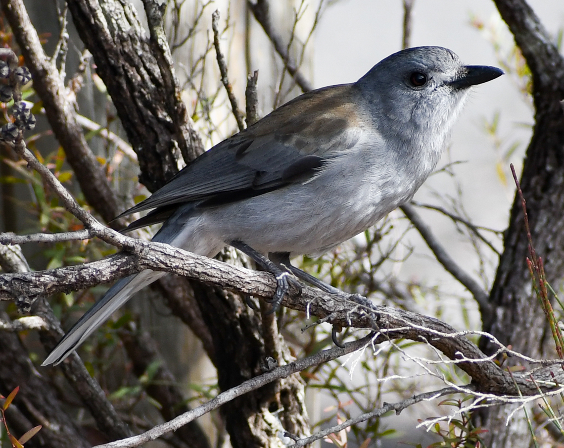 Songbird!  Australia,Colluricincla harmonica,Geotagged,Grey shrike-thrush,Winter