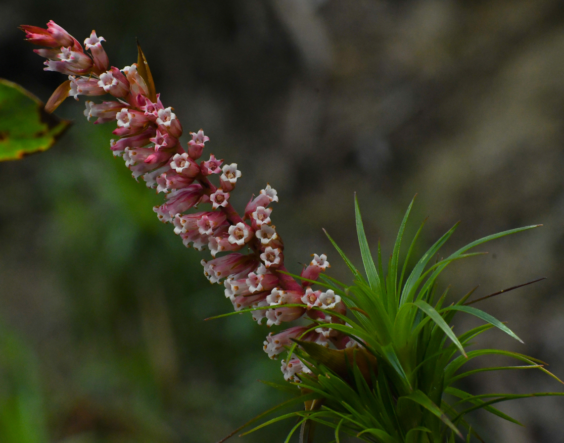 Necklace Heath  Australia,Dracophyllum secundum,Geotagged,Necklace Heath,Winter