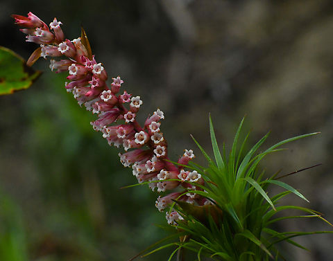 Necklace Heath  Australia,Dracophyllum secundum,Geotagged,Necklace Heath,Winter