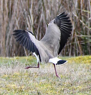 Coming in for landing  Australia,Geotagged,Masked Lapwing,Vanellus miles,Winter