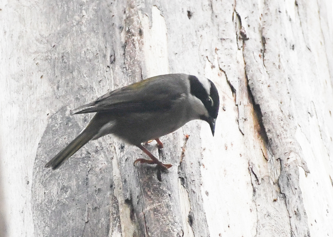 Strong billed honeyeater These are endemic to Tasmania and the Bass Strait Islands.