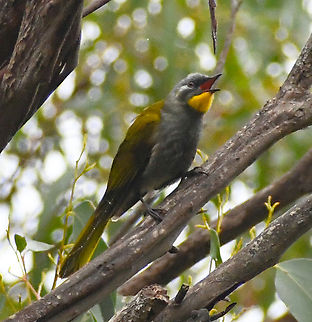 Yellow_throated honeyeater Endemic to Tasmania and Bass Strait Islands Australia,Geotagged,Nesoptilotis flavicollis,Winter,Yellow-throated honeyeater