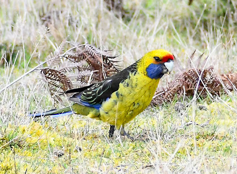 Green Rosella Endemic to Tasmania and Bass Strait Islands Australia,Geotagged,Green rosella,Platycercus caledonicus,Winter