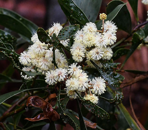 Blackwood  Acacia melanoxylon,Australia,Australian blackwood,Geotagged,Winter