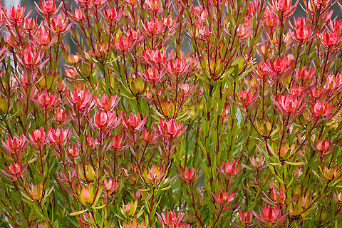 Common Sunshine cone bush This has been planted on the property where we are staying and is endemic to South Africa.

There is also a hybrid that is very similar to this''Leucadendron'' &lsquo;Safari Sunset' bred from a red form of ''L. salignum'' and ''L. laureolum''. First bred in New Zealand in the 1960s, it is grown commercially in Israel and exported worldwide as a cut flower.  Australia,Geotagged,Leucadendron salignum,Leucadendron_salignum,Winter
