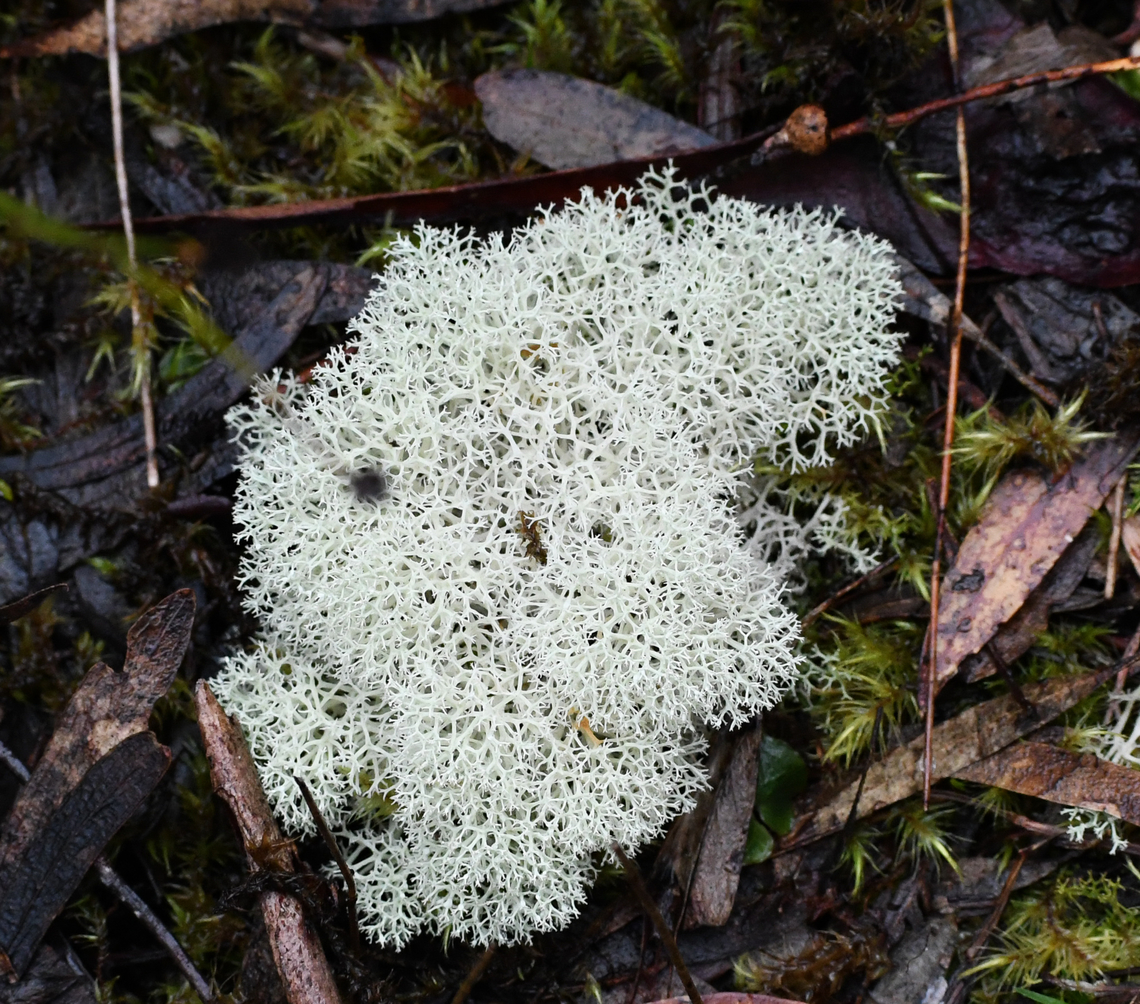 Cladonia confusa  Australia,Cladonia confusa,Fuzzy Reindeer Lichen,Geotagged,Winter