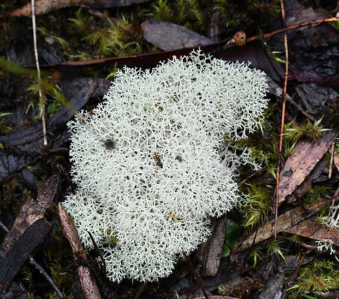 Cladonia confusa Australia,Cladonia confusa,Fuzzy Reindeer Lichen,Geotagged,Winter