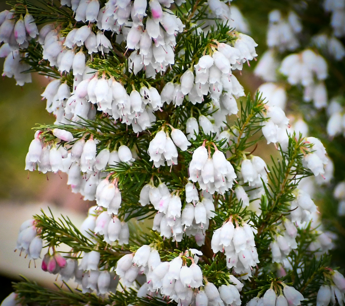 Portuguese heath  Australia,Erica  lusitanica,Geotagged,Winter,erica lusitanica
