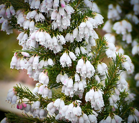Portuguese heath  Australia,Erica  lusitanica,Geotagged,Winter,erica lusitanica