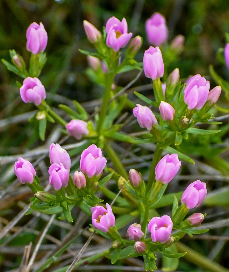 Common Centaury  Australia,Centaurium erythraea,Common Centaury,Geotagged,Winter