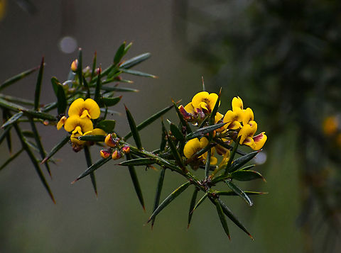 Daviesia sejugata  Australia,Daviesia sejugata,Geotagged,Winter