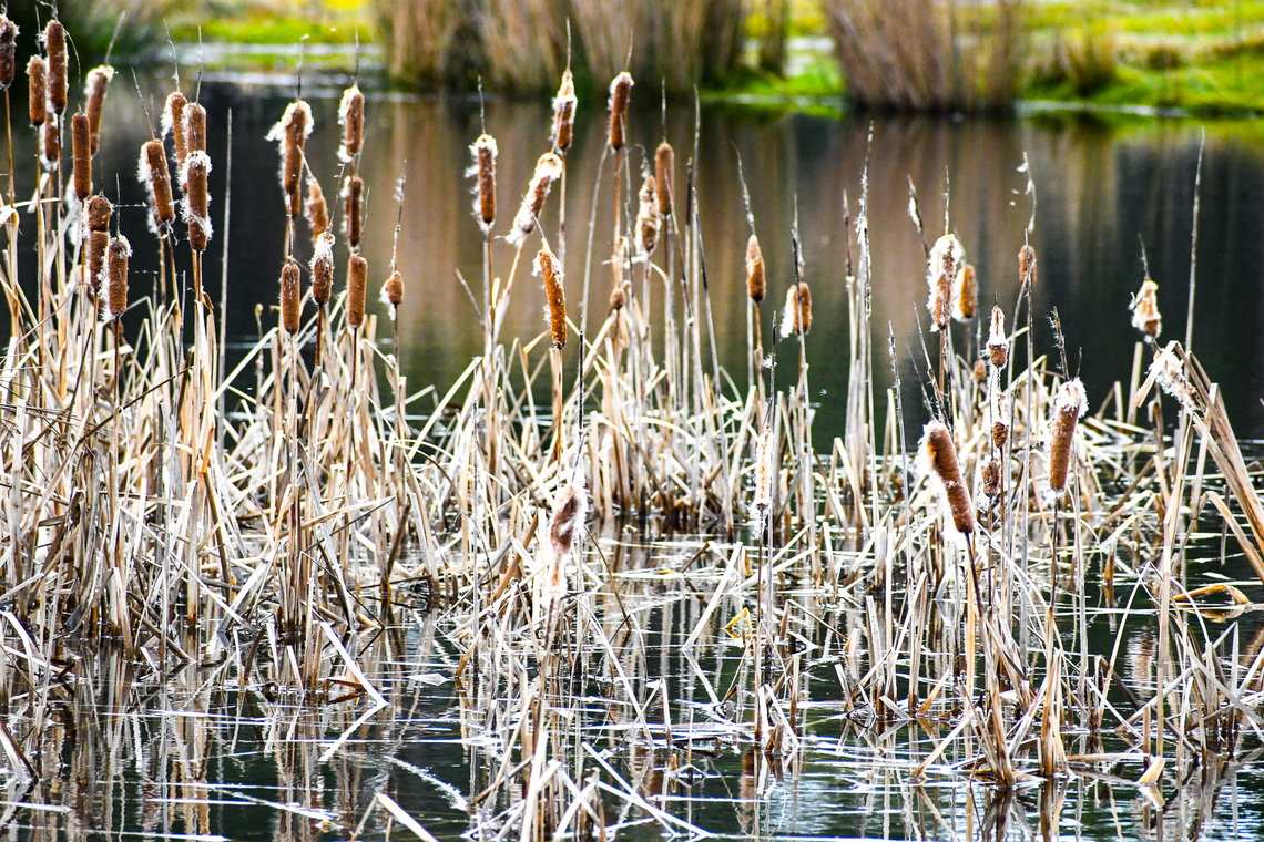 Typha latifolia  Australia,Broadleaf cattail,Geotagged,Typha latifolia,Winter