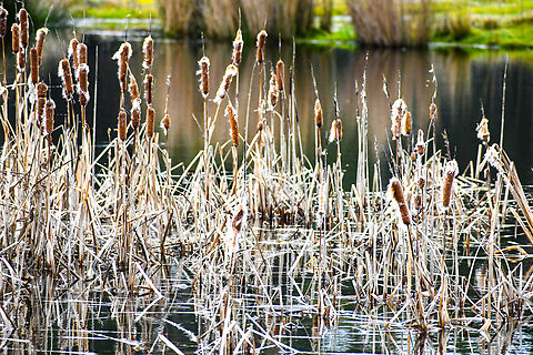 Typha latifolia  Australia,Broadleaf cattail,Geotagged,Typha latifolia,Winter