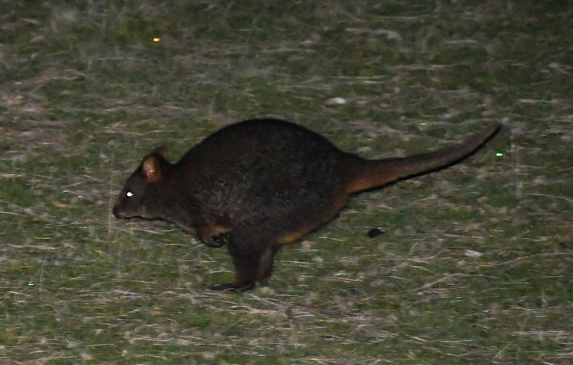 Tasmanian Pademelon A bit of spotlighting found this little fellow hopping about! Australia,Geotagged,Tasmanian pademelon,Thylogale billardierii,Winter