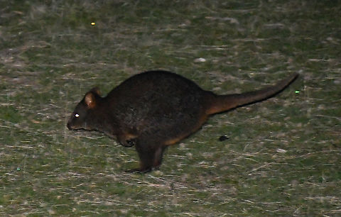 Tasmanian Pademelon A bit of spotlighting found this little fellow hopping about! Australia,Geotagged,Tasmanian pademelon,Thylogale billardierii,Winter