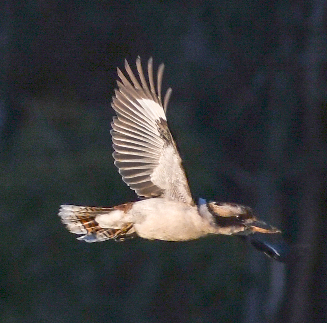 Kookaburra in flight early morning  Australia,Dacelo novaeguineae,Geotagged,Laughing Kookaburra,Winter