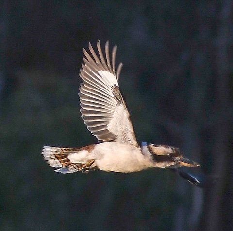 Kookaburra in flight early morning  Australia,Dacelo novaeguineae,Geotagged,Laughing Kookaburra,Winter