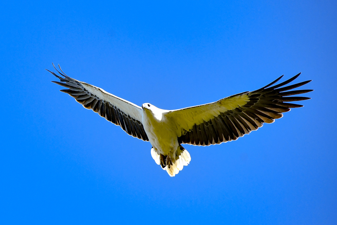 Majestic!  Australia,Geotagged,Haliaeetus leucogaster,White-bellied Sea Eagle,Winter