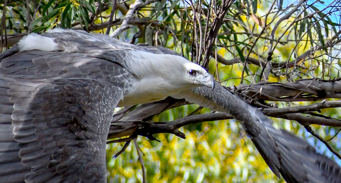 Up close and personal  Australia,Geotagged,Haliaeetus leucogaster,White-bellied Sea Eagle,Winter