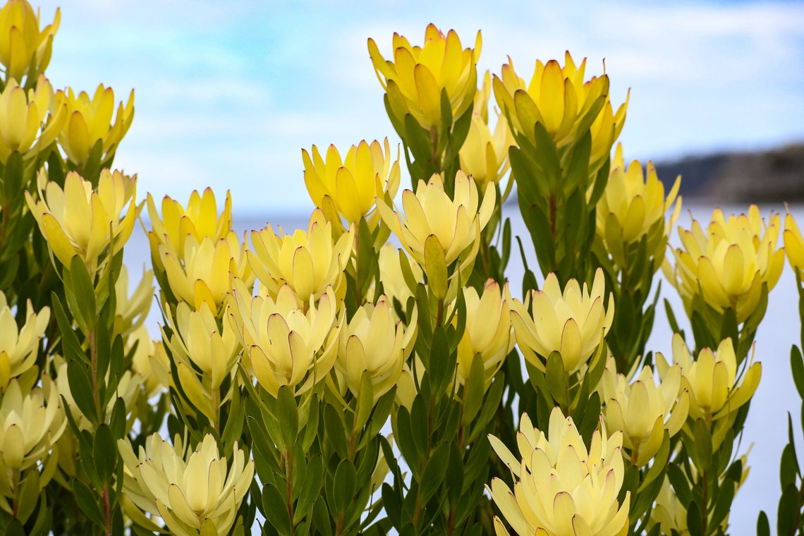 Dune cone bush These conebushes grow so well in Australia as Ruth pointed out in my recent post!<br />
This was growing well in far south Tasmania on the Tasman Sea which faces Antarctica. Australia,Geotagged,Leucadendron coniferum,Winter,leucadendron coniferum