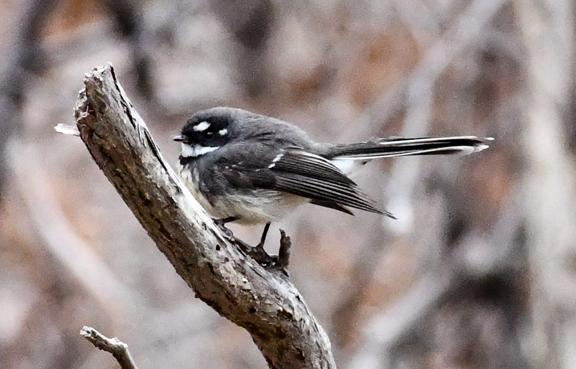 Tasmanian Grey Fantail The Tasmanian species is the  darkest  of the 5 races.<br />
The species is considered by many to be conspecific with the New Zealand fantail (Rhipidura fuliginosa) however, differences in its calls lead some authorities to treat it as a separate species. The studies of grey fantail in 1999 by Richard Schodde and Ian Mason recommended that the Tasmanian grey fantail was formally classified as R. albiscapa and New Zealand fantails populations as R. fuliginosa. Australia,Geotagged,Grey Fantail,New Zealand fantail,Rhipidura albicollis,Rhipidura albiscapa,Rhipidura fuliginosa,White-throated Fantail,Winter
