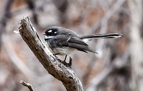 Tasmanian Grey Fantail The Tasmanian species is the  darkest  of the 5 races.
The species is considered by many to be conspecific with the New Zealand fantail (Rhipidura fuliginosa) however, differences in its calls lead some authorities to treat it as a separate species. The studies of grey fantail in 1999 by Richard Schodde and Ian Mason recommended that the Tasmanian grey fantail was formally classified as R. albiscapa and New Zealand fantails populations as R. fuliginosa. Australia,Geotagged,Grey Fantail,New Zealand fantail,Rhipidura albicollis,Rhipidura albiscapa,Rhipidura fuliginosa,White-throated Fantail,Winter