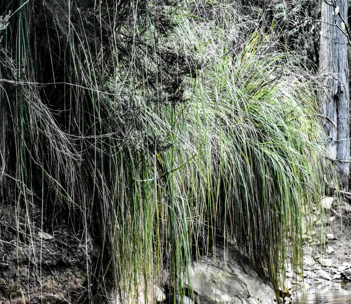 Cutting grass  Australia,Gahnia grandis,Geotagged,Winter