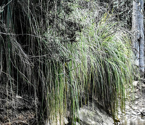 Cutting grass  Australia,Gahnia grandis,Geotagged,Winter