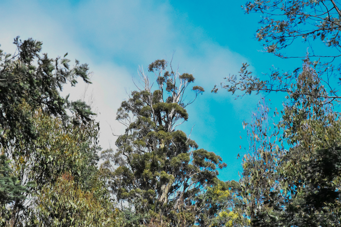 Styx Valley Tasmania This Eucalypt stands at around 87 metres tall in one of the beautiful ancient forests of Tasmania. This species is the tallest angiosperm in the world. Australia,Eucalyptus regnans,Geotagged,Mountain ash,Winter