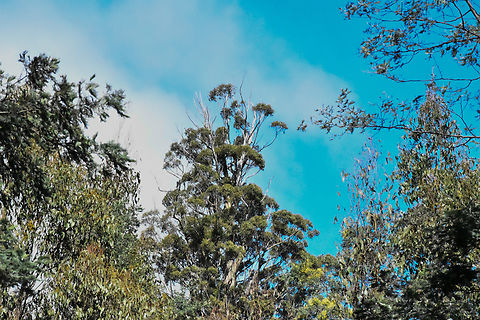 Styx Valley Tasmania This Eucalypt stands at around 87 metres tall in one of the beautiful ancient forests of Tasmania. This species is the tallest angiosperm in the world. Australia,Eucalyptus regnans,Geotagged,Mountain ash,Winter