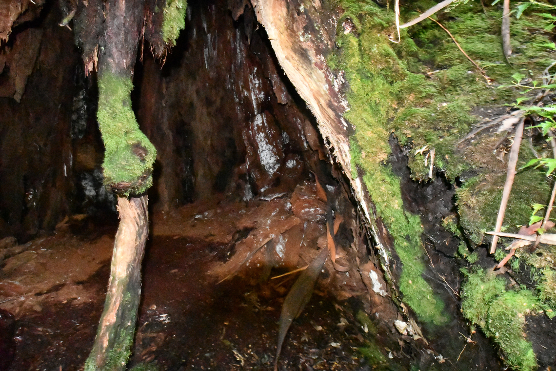 The Chapel hollow One of the many ancient giant trees named the "Chapel" in the Styx valley.<br />
They are the tallest trees in the Southern Hemisphere and worldwide are topped only by California&rsquo;s redwoods.<br />
 Back in 2003 an 84 metre tree named "Gandalf's Staff" made international headlines when protestors set up a Global Rescue Station high among its branches, camping up there for five months and setting a world record for the highest tree-sit in a courageous act that ultimately saved the tree from chainsaws.<br />
Unfortunately there is quite a bit of logging in the area and we are not sure how much longer these ancient giants will remain. This area of the valley has fortunately been untouched by bushfires for hundreds of years. Australia,Geotagged,Winter