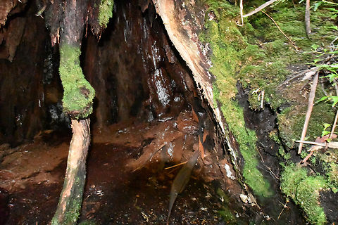 The Chapel hollow One of the many ancient giant trees named the "Chapel" in the Styx valley.
They are the tallest trees in the Southern Hemisphere and worldwide are topped only by California’s redwoods.
 Back in 2003 an 84 metre tree named "Gandalf's Staff" made international headlines when protestors set up a Global Rescue Station high among its branches, camping up there for five months and setting a world record for the highest tree-sit in a courageous act that ultimately saved the tree from chainsaws.
Unfortunately there is quite a bit of logging in the area and we are not sure how much longer these ancient giants will remain. This area of the valley has fortunately been untouched by bushfires for hundreds of years. Australia,Geotagged,Winter