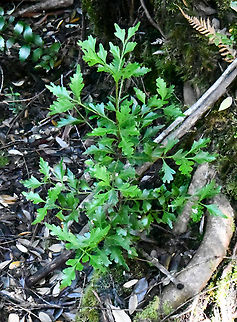 Celery Top Pine It is endemic to Tasmania and is found in most high rainfall areas of the island, extending  from sea level to tree line. It is the only Australian species of this genus, but other species occur in New Zealand, New Guinea and South-east Asia.
The genus is unique among conifers in having the branchlets (complete with leaves) flattened into photosynthetic phylloclades. These can be divided or lobed to varying degrees.The seedlings have needle leaves. The branches spread widely and tend to curve upwards towards the ends. 
It grows very slowly, and trees with a 60 cm diameter are around 400 years old.  Australia,Celery-top pine,Geotagged,Phyllocladus aspleniifolius,Winter