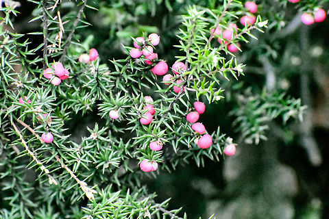 Prickly Mingimingi  Australia,Geotagged,Leptecophylla juniperina,Winter,leptecophylla juniperina