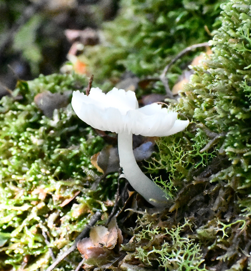 Humidicutis mavis  Australia,Geotagged,Humidicutis mavis,Winter