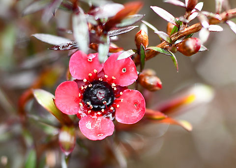 Red_Dwarf_Tree  Australia,Geotagged,Leptospermum scoparium,Leptospermum scoparium nanum,Mānuka,Spring