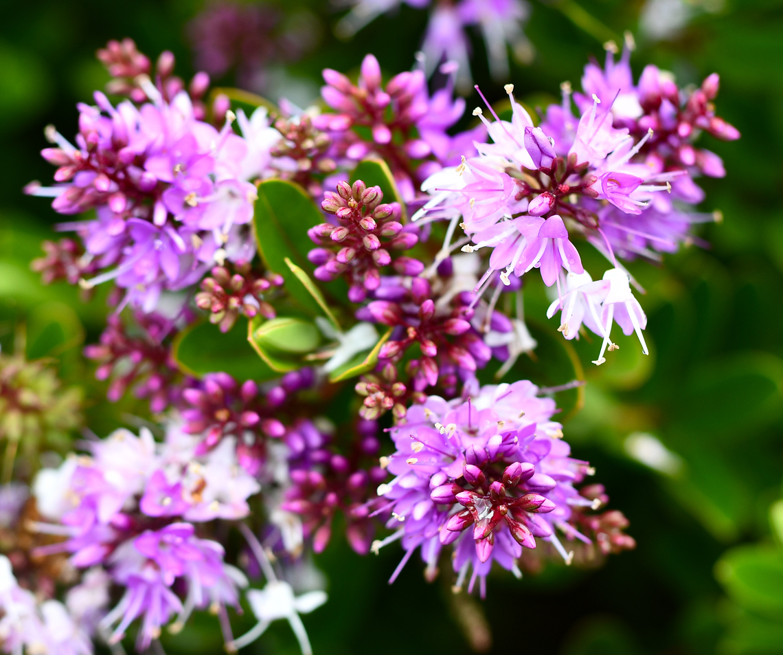Veronica_speciosa  Australia,Geotagged,Hebe speciosa,New Zealand Hebe,Spring