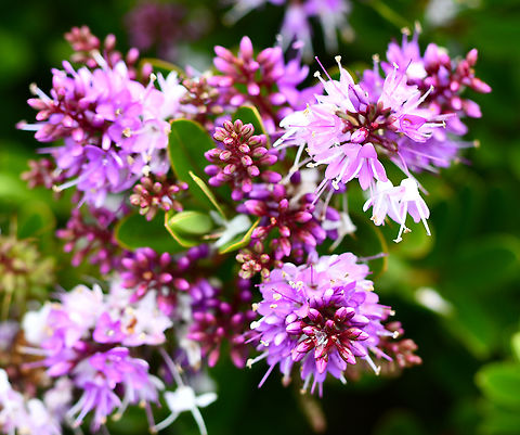 Veronica_speciosa  Australia,Geotagged,Hebe speciosa,New Zealand Hebe,Spring