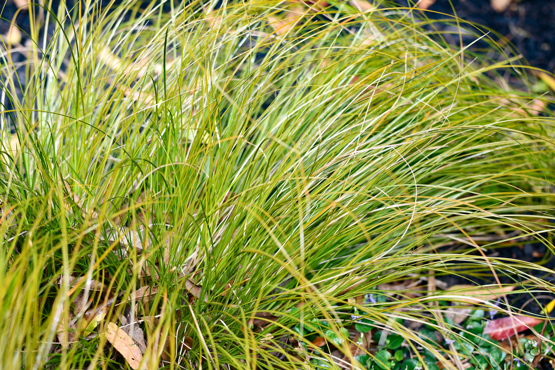 Glen Murray Tussock  Australia,Carex flagellifera,Geotagged,Spring